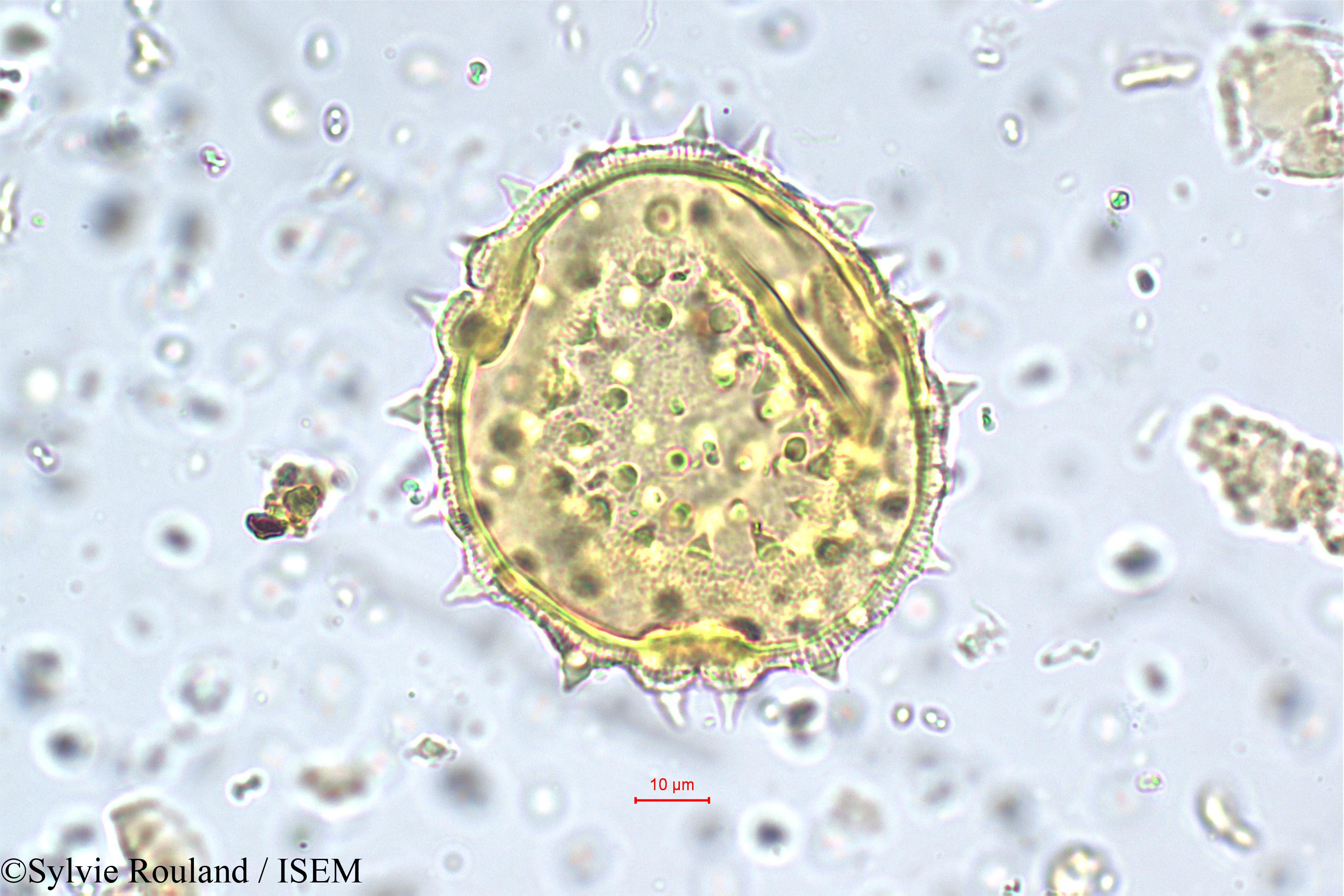 Sylvie.Rouland/Abutilon_striatum_5752/Abutilon_striatum_5752_0001(copy).jpg