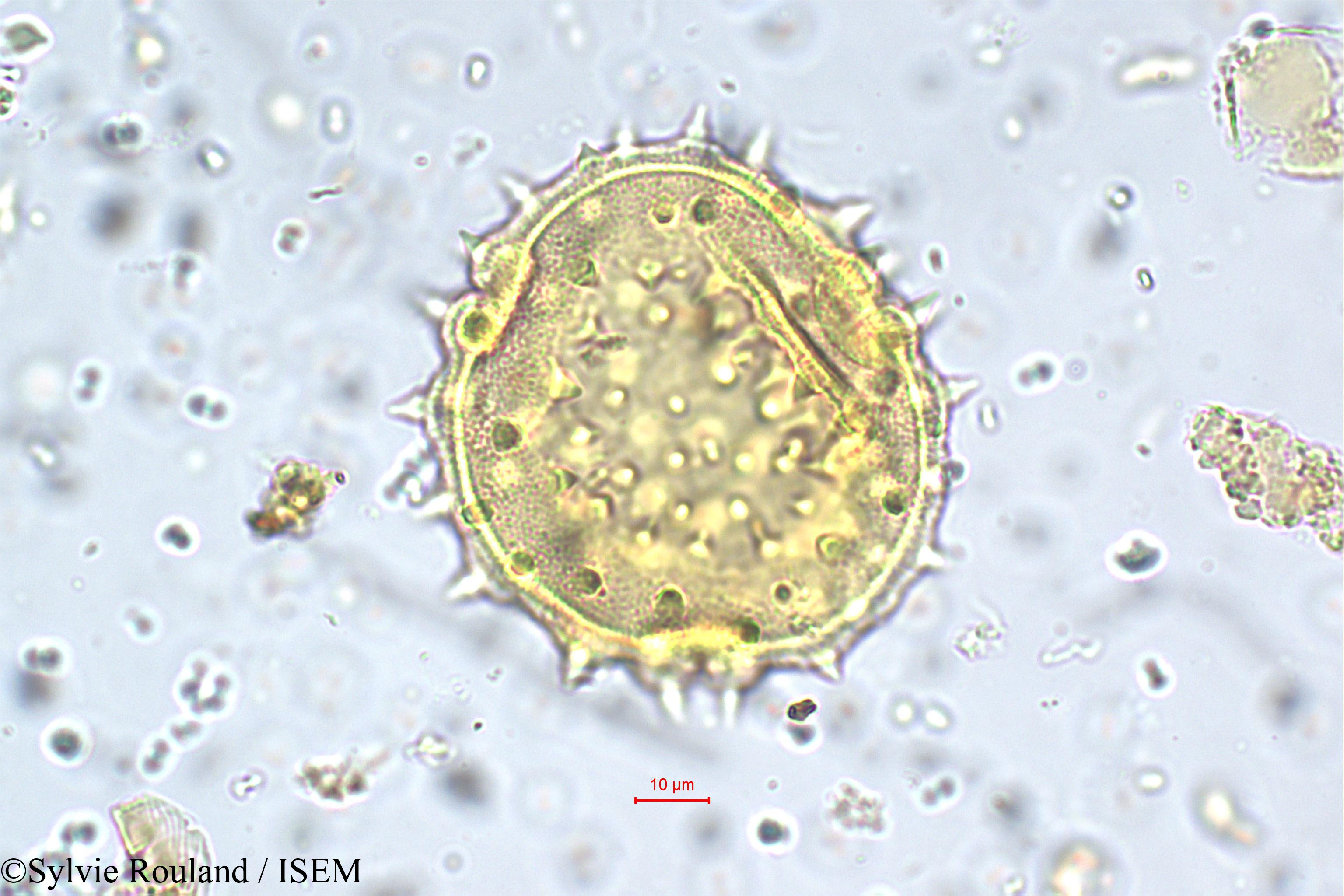 Sylvie.Rouland/Abutilon_striatum_5752/Abutilon_striatum_5752_0002(copy).jpg