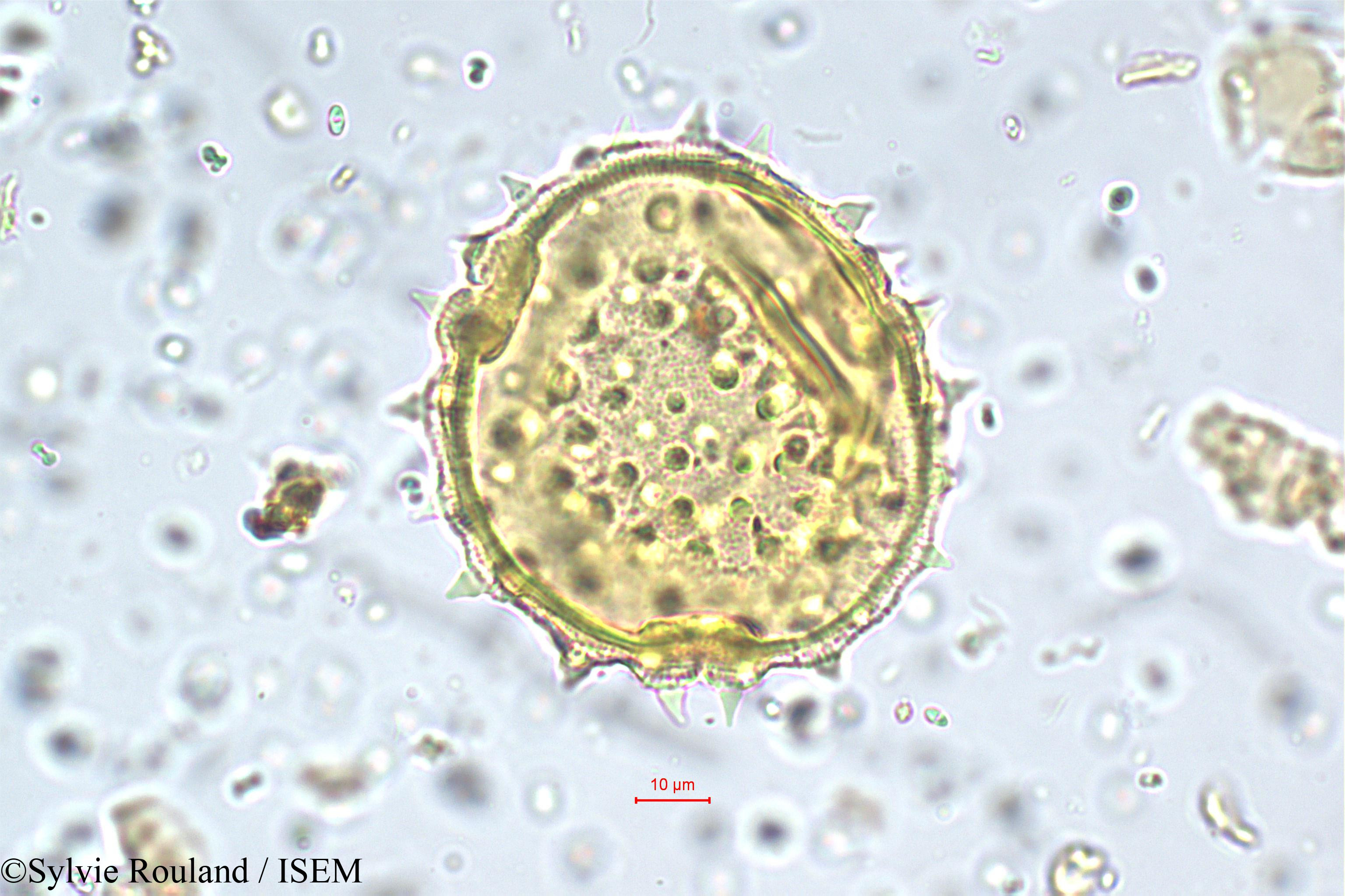 Sylvie.Rouland/Abutilon_striatum_5752/Abutilon_striatum_5752_0003(copy).jpg