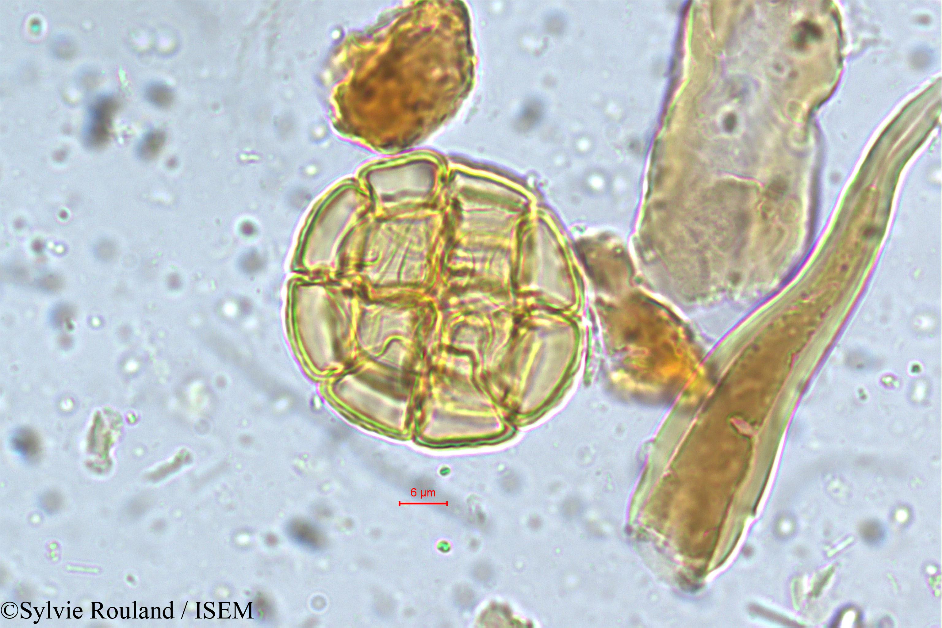 Sylvie.Rouland/Acacia_caesia_5397/Acacia_caesia_5397_0001(copy).jpg