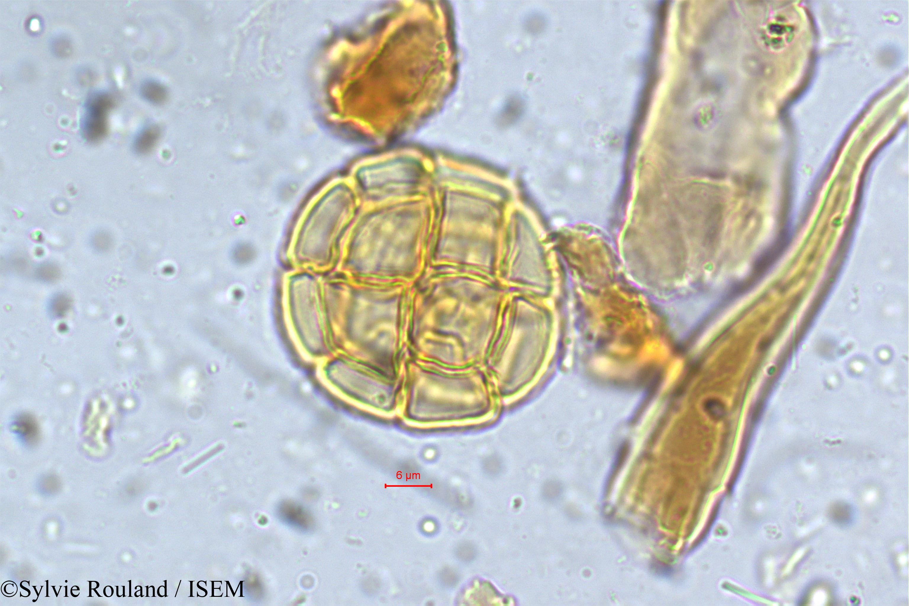 Sylvie.Rouland/Acacia_caesia_5397/Acacia_caesia_5397_0002(copy).jpg