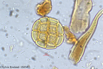 Acacia caesia - lame n° 5397