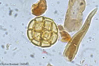 Acacia caesia - lame n° 5397