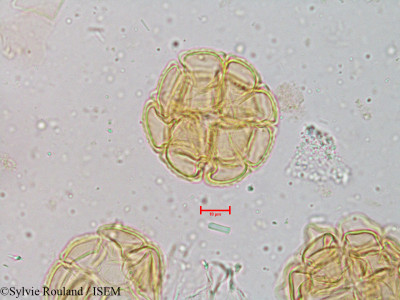 Sylvie.Rouland/Acacia_catechu_3956/Acacia_catechu_3956_0001(copy)_thumb.jpg