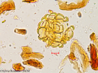 Sylvie.Rouland/Acacia_eburnea_3957/Acacia_eburnea_3957_0001(copy)_thumb.jpg