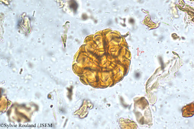 Sylvie.Rouland/Acacia_farnesiana_5395/Acacia_farnesiana_5395_0001(copy)_thumb.jpg