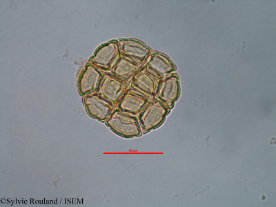 Sylvie.Rouland/Acacia_heterophylla_38727/Acacia_heterophylla_38727_0001(copy)_thumb.jpg