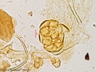 Acacia - lame n° 3958