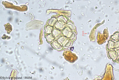 Sylvie.Rouland/Acacia_leucophloea_5593/Acacia_leucophloea_5593_0001(copy)_thumb.jpg