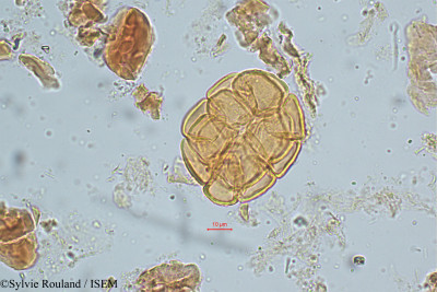Sylvie.Rouland/Acacia_modesta_5054/Acacia_modesta_5054_0001(copy)_thumb.jpg