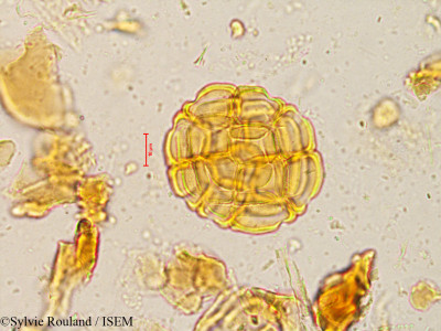 Acacia planifrons - lame n° 3959