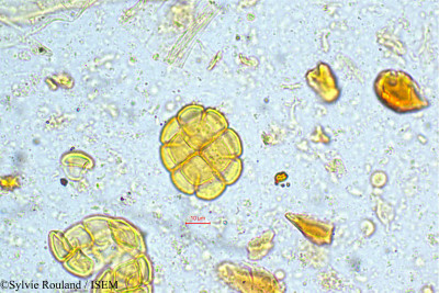 Acacia - lame n° 5049