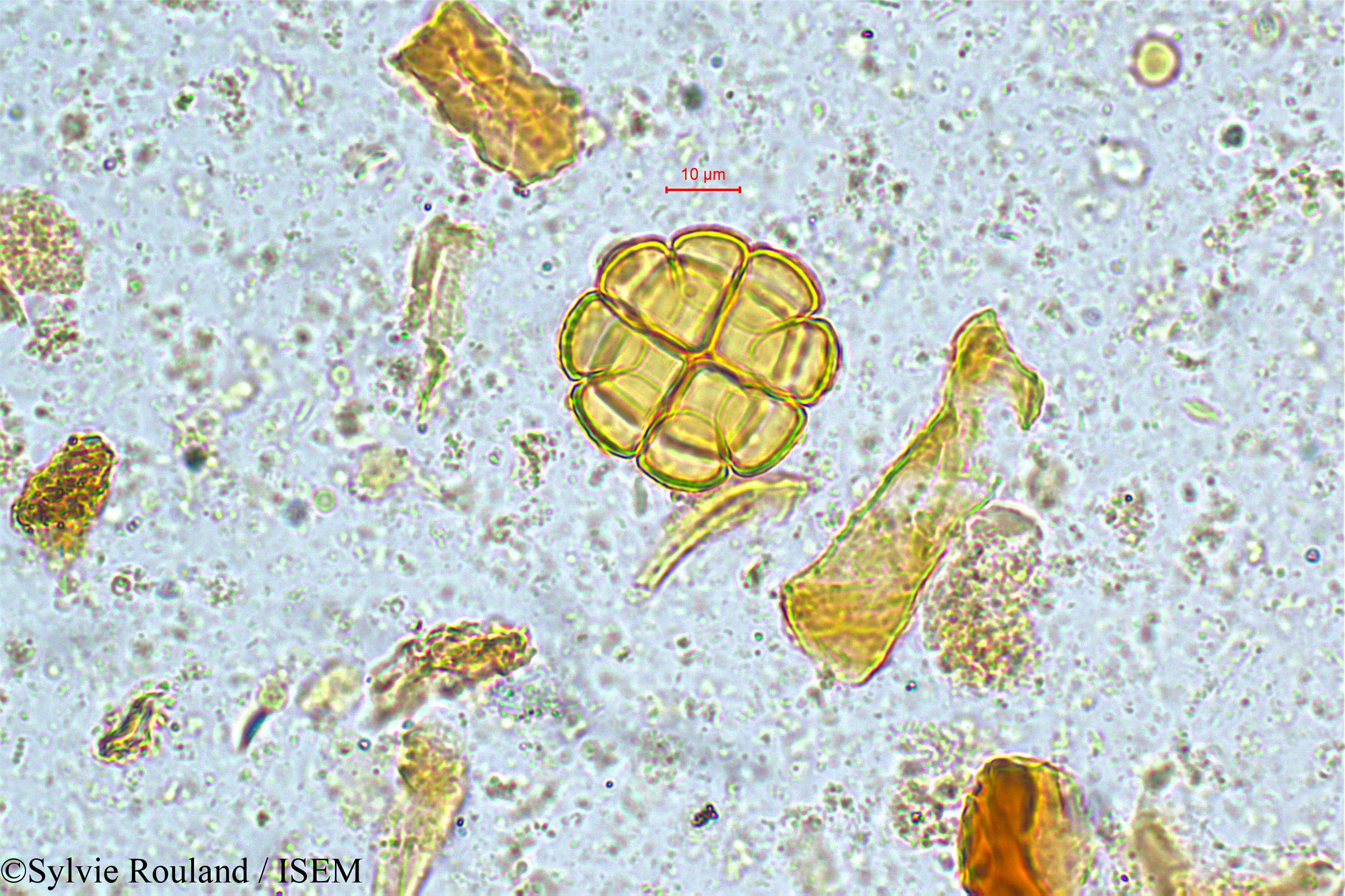 Sylvie.Rouland/Acacia_rugata_5049/Acacia_rugata_5049_0003(copy).jpg