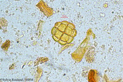 Acacia - lame n° 5049