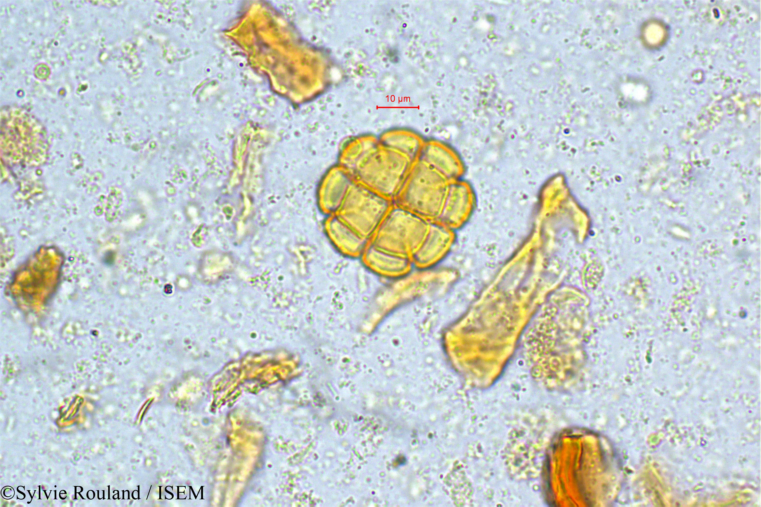 Sylvie.Rouland/Acacia_rugata_5049/Acacia_rugata_5049_0004(copy).jpg