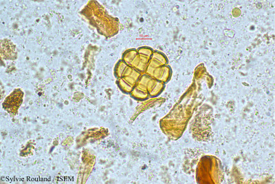 Acacia - lame n° 5049