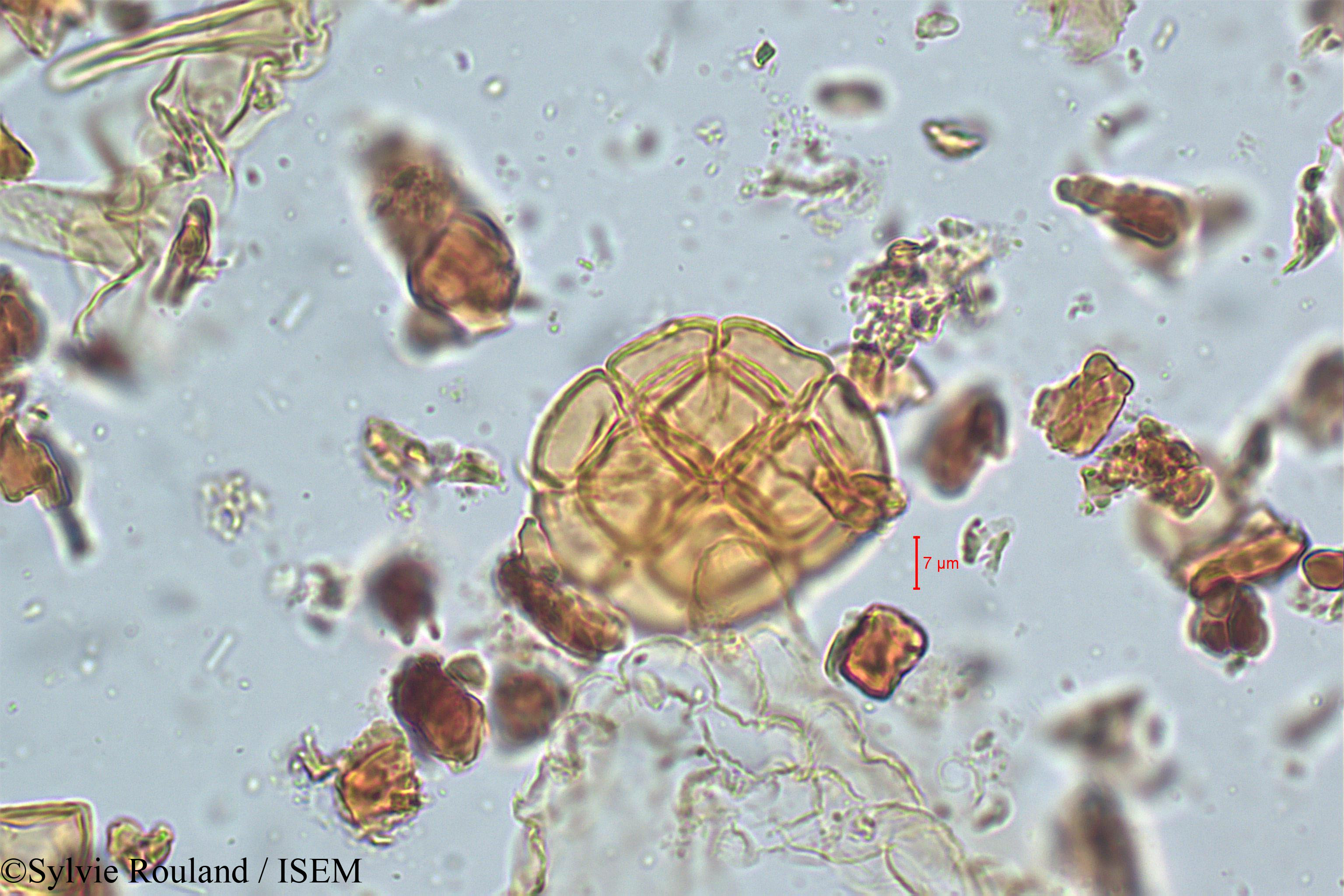 Sylvie.Rouland/Acacia_suma_5079/Acacia_suma_5079_0001(copy).jpg
