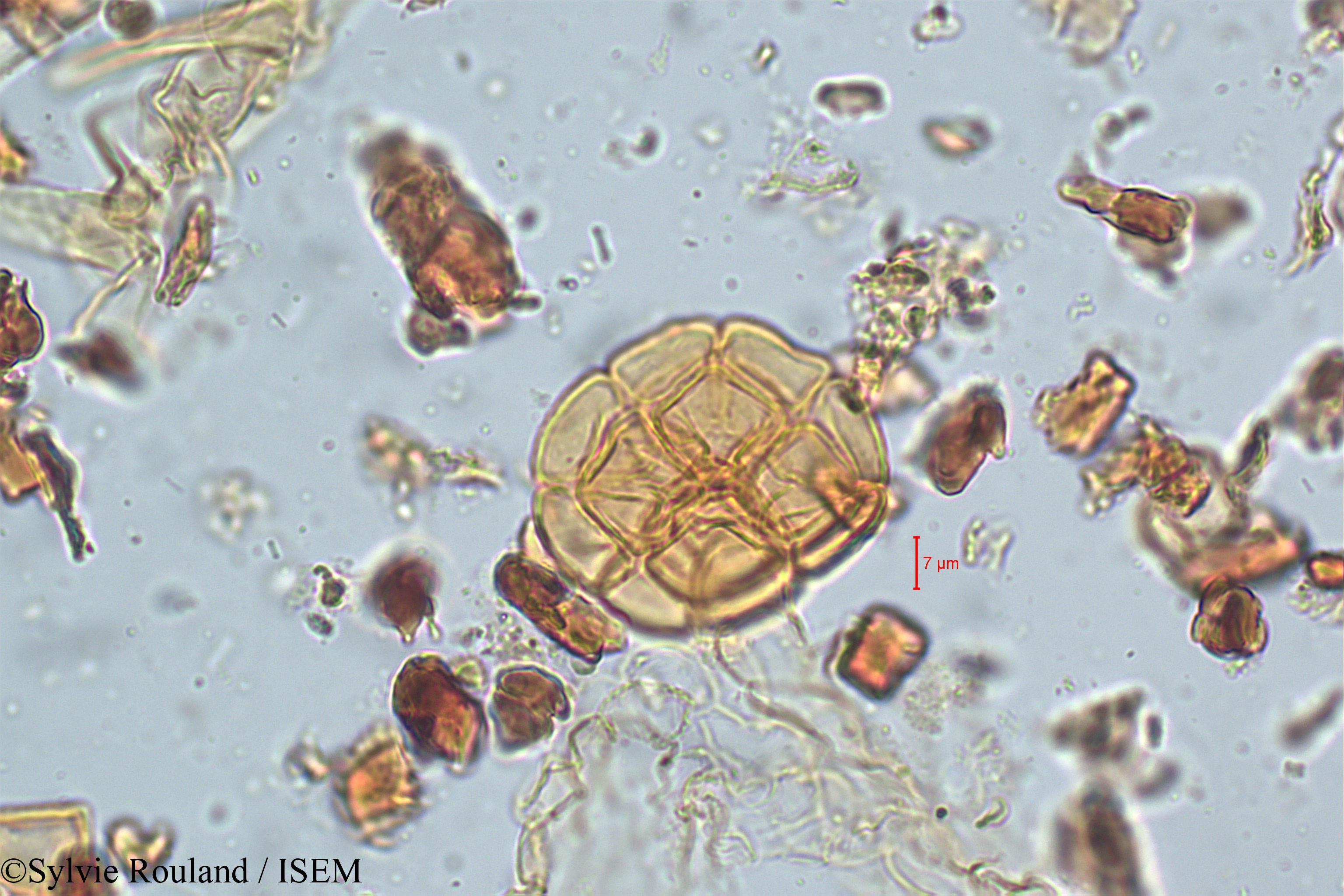 Sylvie.Rouland/Acacia_suma_5079/Acacia_suma_5079_0002(copy).jpg