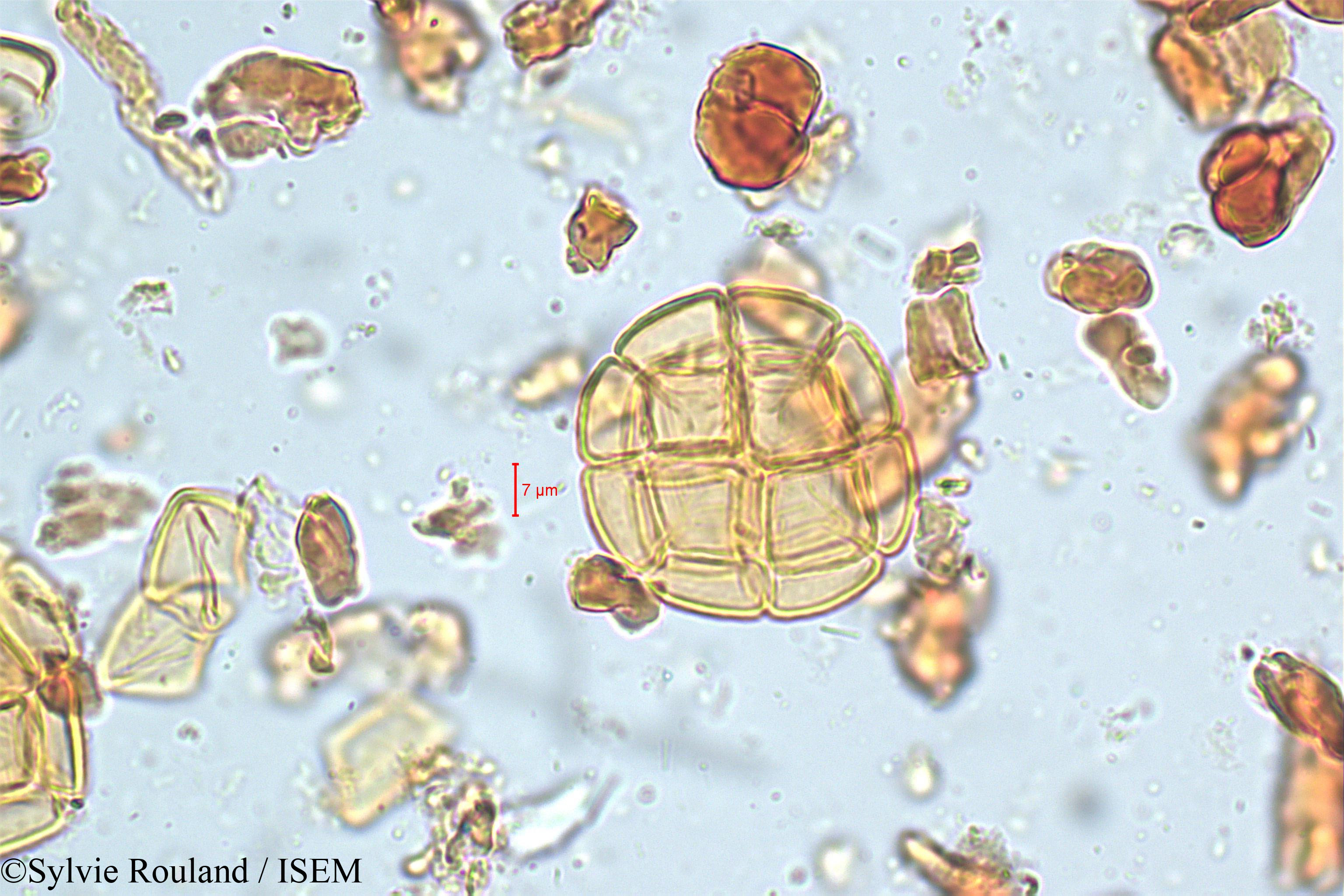 Sylvie.Rouland/Acacia_suma_5079/Acacia_suma_5079_0003(copy).jpg