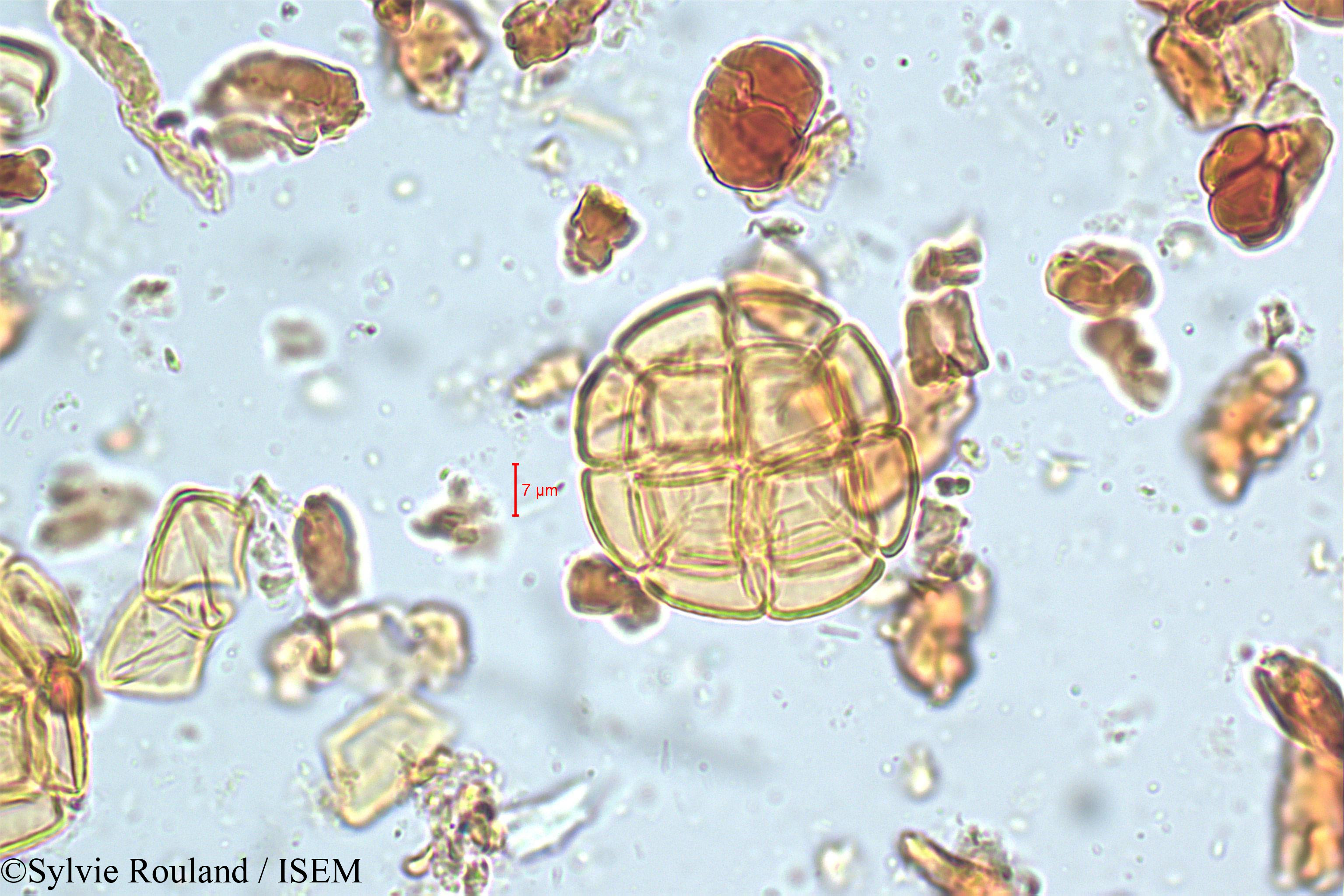 Sylvie.Rouland/Acacia_suma_5079/Acacia_suma_5079_0004(copy).jpg