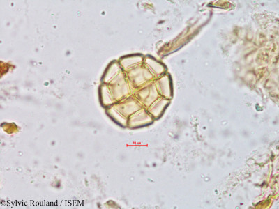 Sylvie.Rouland/Acacia_torta_4907/Acacia_torta_4907_0001(copy)_thumb.jpg