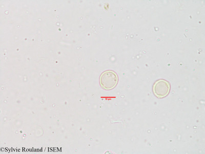 Acalypha alnifolia - lame n° 3886
