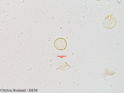 Acalypha alnifolia - lame n° 3886