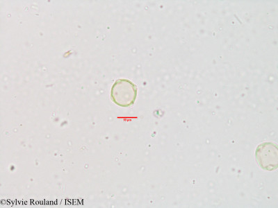 Acalypha alnifolia - lame n° 3886