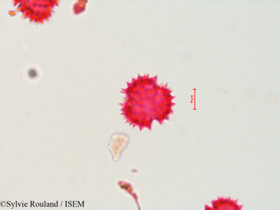 Sylvie.Rouland/Acamptopappus_sphaerocephalus_4304/Acamptopappus_sphaerocephalus_4304_0001(copy)_thumb.jpg