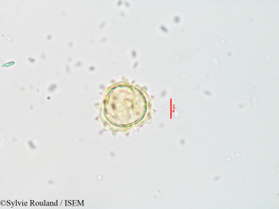 Sylvie.Rouland/Acanthospermum_hispidum_3541/Acanthospermum_hispidum_3541_0001(copy)_thumb.jpg
