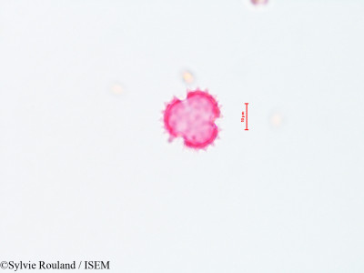 Sylvie.Rouland/Achaetogeron_linearifolius_4303/Achaetogeron_linearifolius_4303_0001(copy)_thumb.jpg