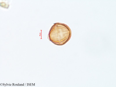 Sylvie.Rouland/Achillea_californica_4305/Achillea_californica_4305_0001(copy)_thumb.jpg