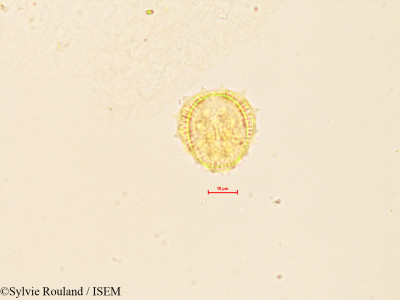 Sylvie.Rouland/Achillea_millefolium_4083/Achillea_millefolium_4083_0001(copy)_thumb.jpg