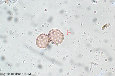 Sylvie.Rouland/Achyranthes_aspera_5814/Achyranthes_aspera_5814_0001(copy)_thumb.jpg