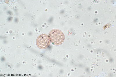 Achyranthes aspera - lame n° 5814