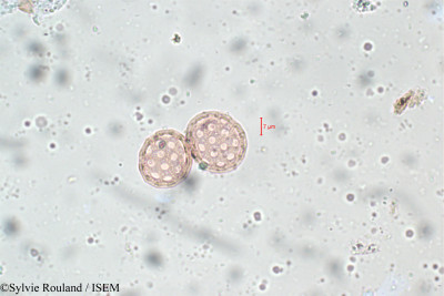 Achyranthes aspera - lame n° 5814