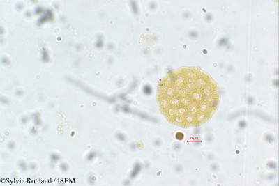 Sylvie.Rouland/Achyranthes_bidentata_129/Achyranthes_bidentata_129_0001(copy)_thumb.jpg