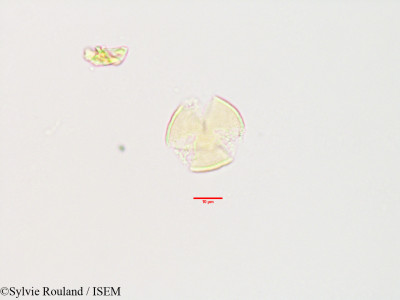 Sylvie.Rouland/Aconitum_septentrionale_3481/Aconitum_septentrionale_3481_0001(copy)_thumb.jpg