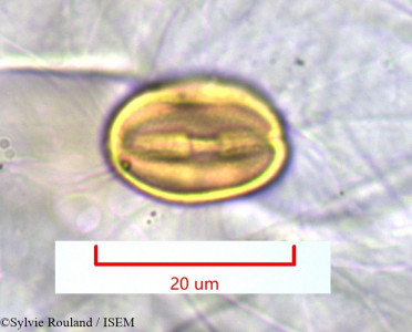 Acridocarpus excelsus - lame n° 1128