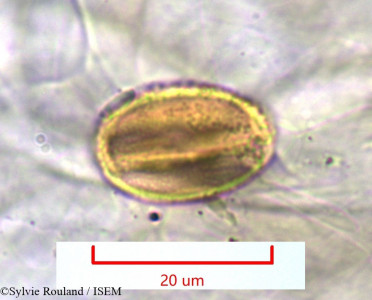 Acridocarpus excelsus - lame n° 1128