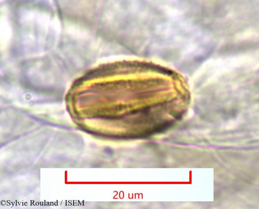 Acridocarpus excelsus - lame n° 1128