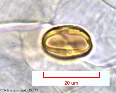 Acridocarpus excelsus - lame n° 1128