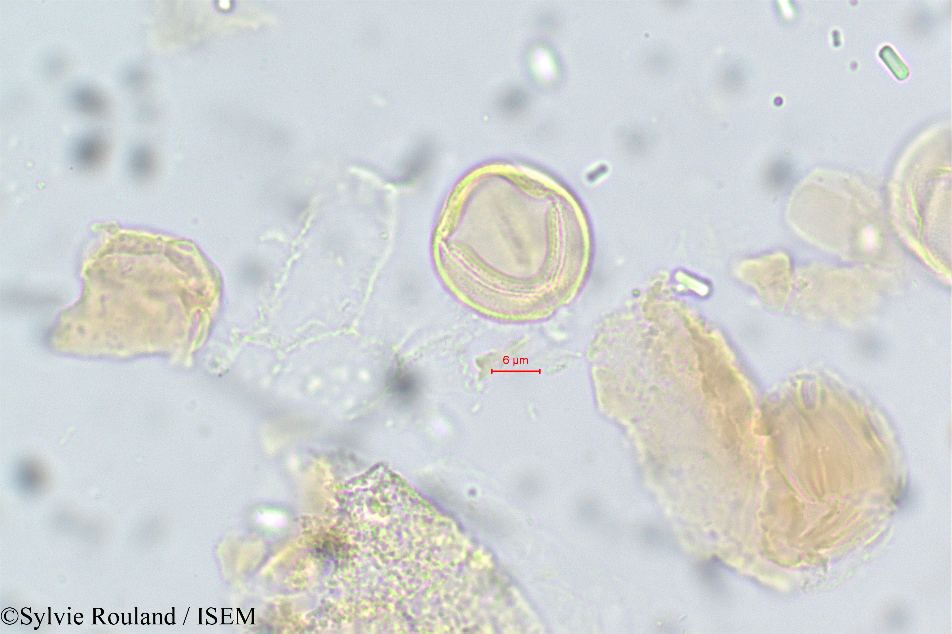 Sylvie.Rouland/Acridocarpus_smeathmannii_14/Acridocarpus_smeathmannii_14_0001(copy).jpg