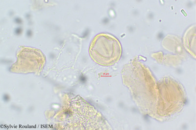 Sylvie.Rouland/Acridocarpus_smeathmannii_14/Acridocarpus_smeathmannii_14_0001(copy)_thumb.jpg