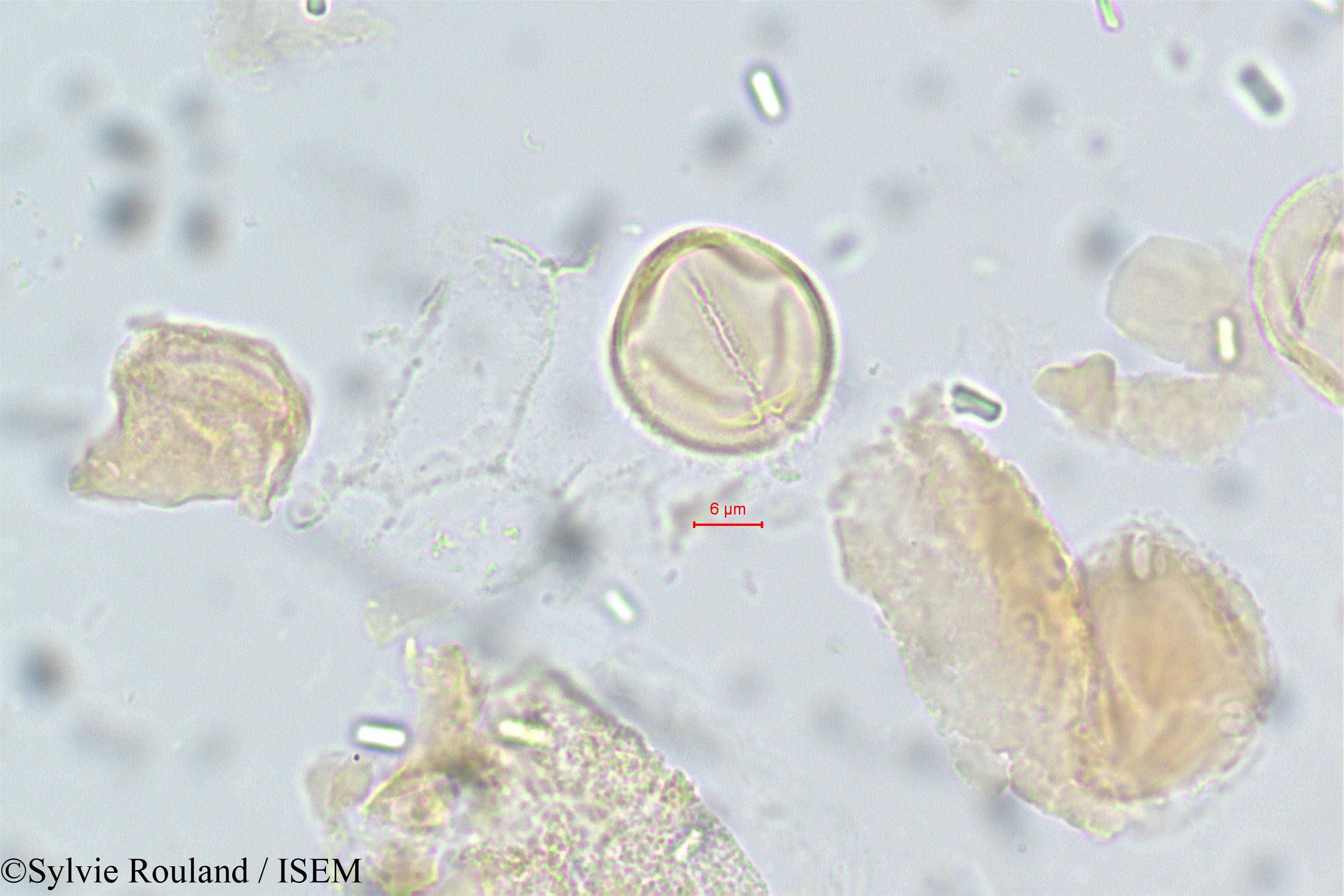 Sylvie.Rouland/Acridocarpus_smeathmannii_14/Acridocarpus_smeathmannii_14_0002(copy).jpg