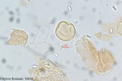 Acridocarpus smeathmannii - lame n° 14