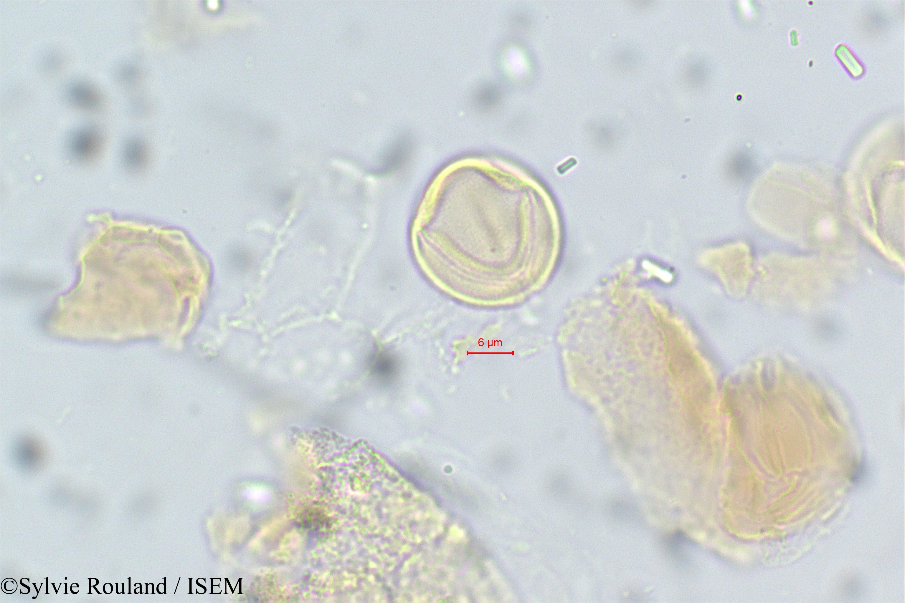 Sylvie.Rouland/Acridocarpus_smeathmannii_14/Acridocarpus_smeathmannii_14_0003(copy).jpg