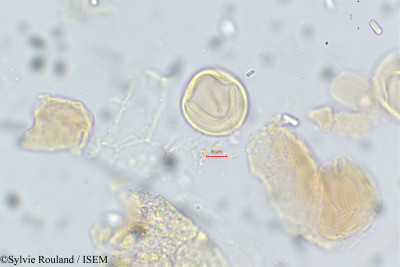 Acridocarpus smeathmannii - lame n° 14