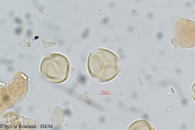 Acridocarpus smeathmannii - lame n° 14