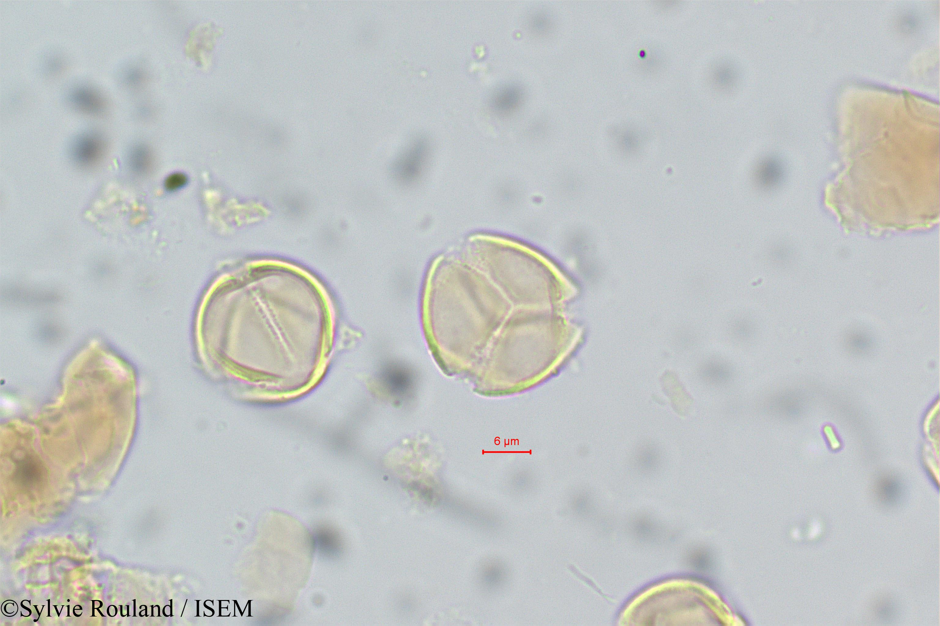 Sylvie.Rouland/Acridocarpus_smeathmannii_14/Acridocarpus_smeathmannii_14_0005(copy).jpg